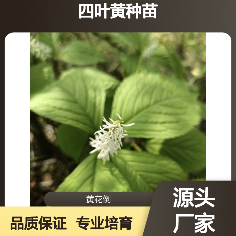 苗木合作社自营 四叶黄种苗 全草供用 品质优良