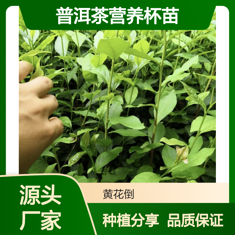 产地一手货源普洱茶营养杯苗 苗圃产地直供品质保证种植技术分享