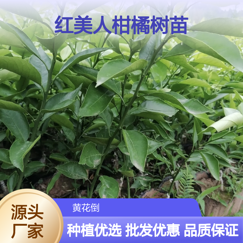 红美人柑橘树苗 大棚种植 口感独特 采摘优选 市场抢眼