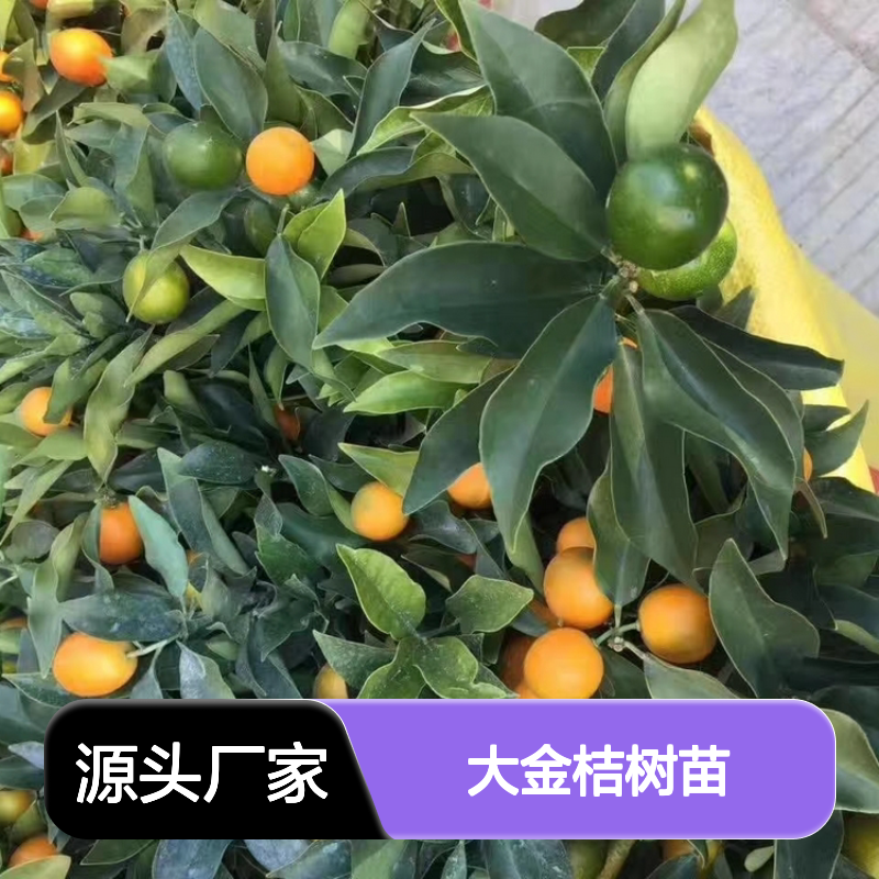 大金桔树苗 优良品种基地直供 皮嫩脆香 常绿小乔