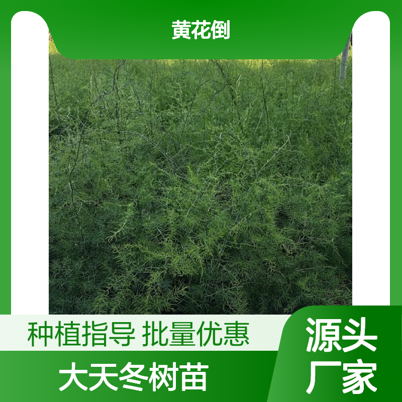 大天冬树苗 批发种植 药用价值高 基地直供 品质优良