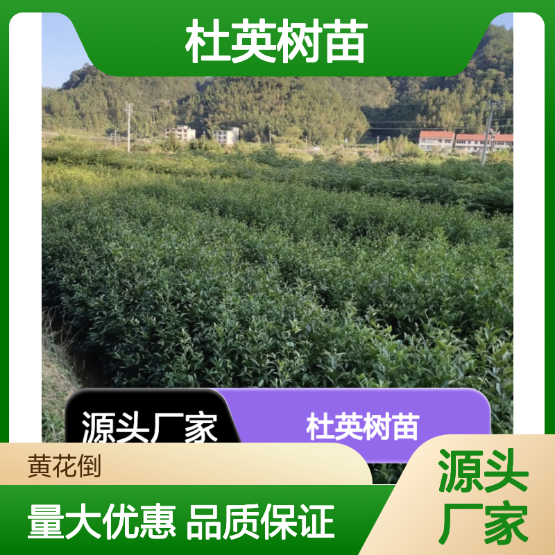 杜英树苗 批发供应 园林观赏优选 耐寒耐旱 生态屏障