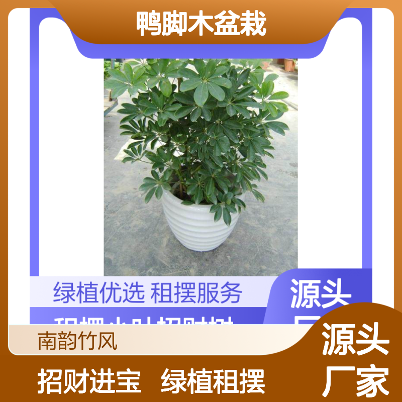 鸭脚木盆栽 小叶招财树 绿植优选 租摆便捷 景观效果