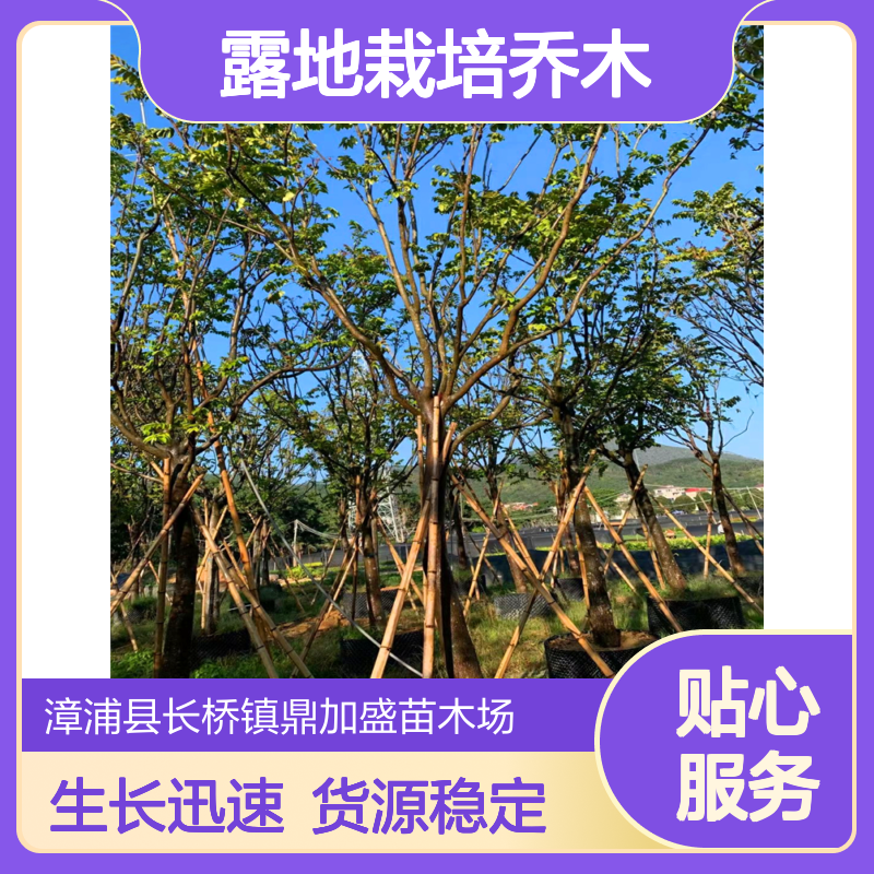 鼎加盛麻楝阴麻树 漳 州产常色叶露地栽培乔木 货号01年生长快