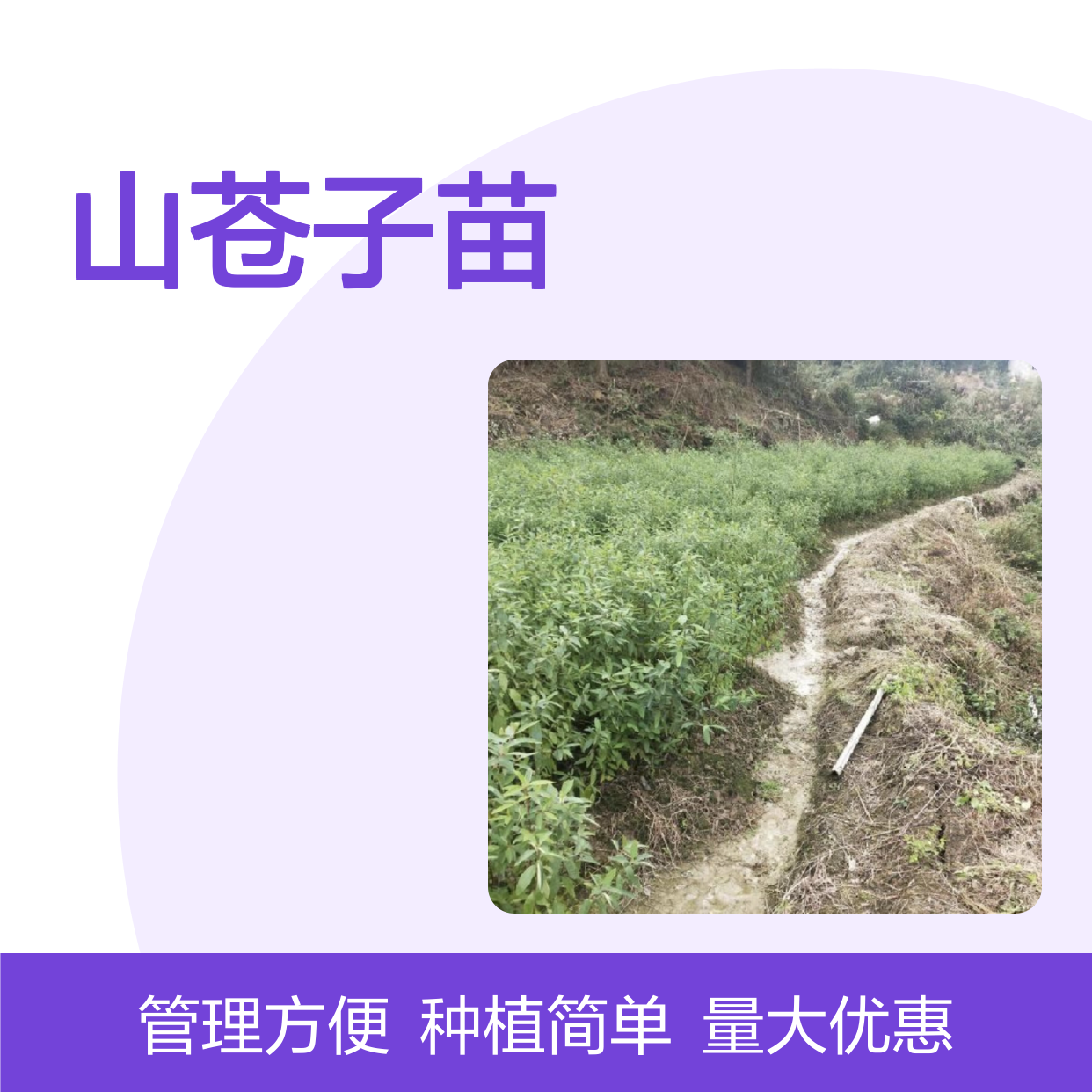 优质山苍子苗 造林优选 品种纯正 适应性强 管理简单