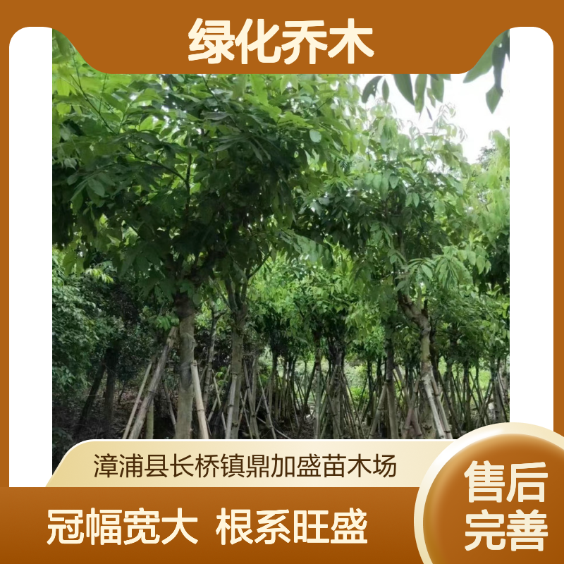 腊肠树 鼎加盛苗圃供应 冠幅200cm根系旺 6米高绿化乔木 漳 州产常色叶