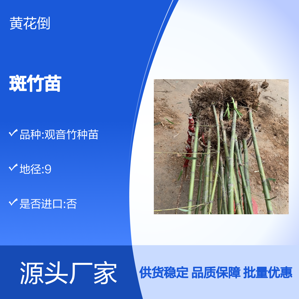 斑竹苗批发 矮小竹种 剑形叶片 生长迅速 园林优选
