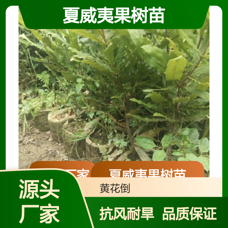夏威夷果树苗 批发种植优选 生长旺盛 抗风耐旱