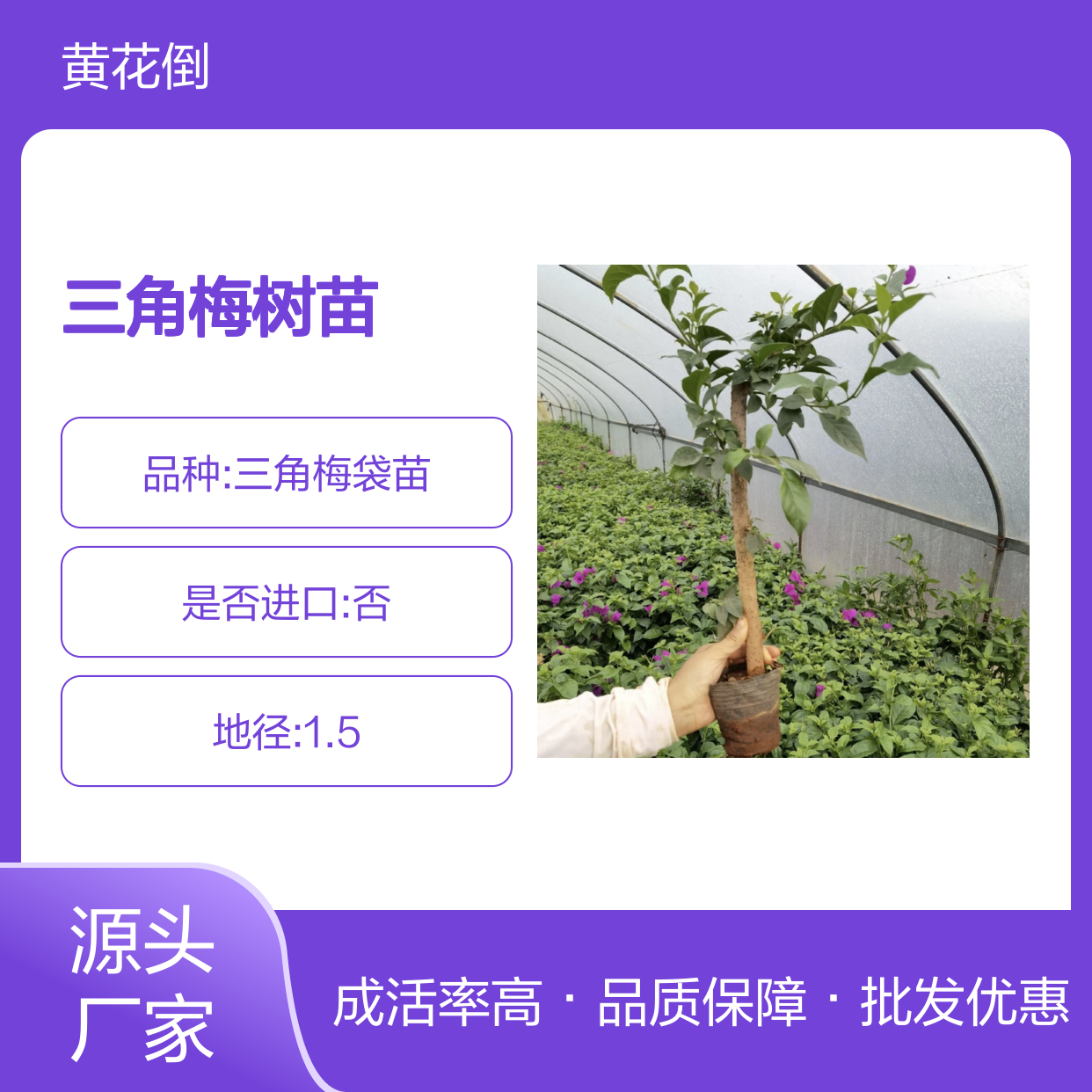 精选三角梅树苗 种植园批发 扦插易活 基地直供