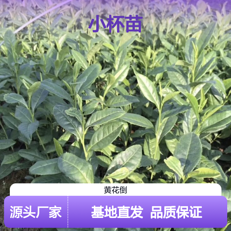 产地直发龙井43号茶小杯苗 基地直发包教种植管理技术品质纯正可票