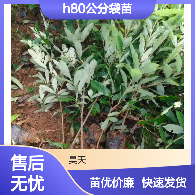 橡树系列 麻栎苗木和栓皮栎苗区别 H80公分袋苗及杯苗