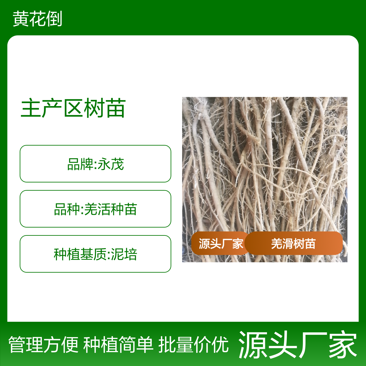 羌滑培育 主产区树苗 批量采购价优 种植简单 管理方便