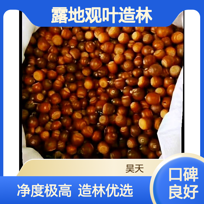 昊天园林 麻栎种子 槲栎 栓皮栎种子 98%净度 露地观叶造林苗木
