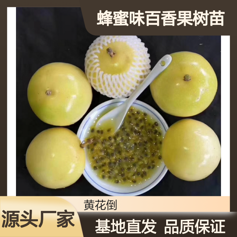 批发蜂蜜味百香果苗 种植基地优选 成活率高 适应性强