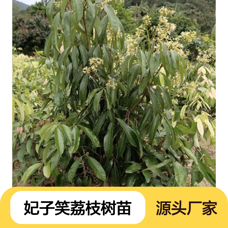 妃子笑荔枝树苗 批发供应 种植基地直供 服务周到