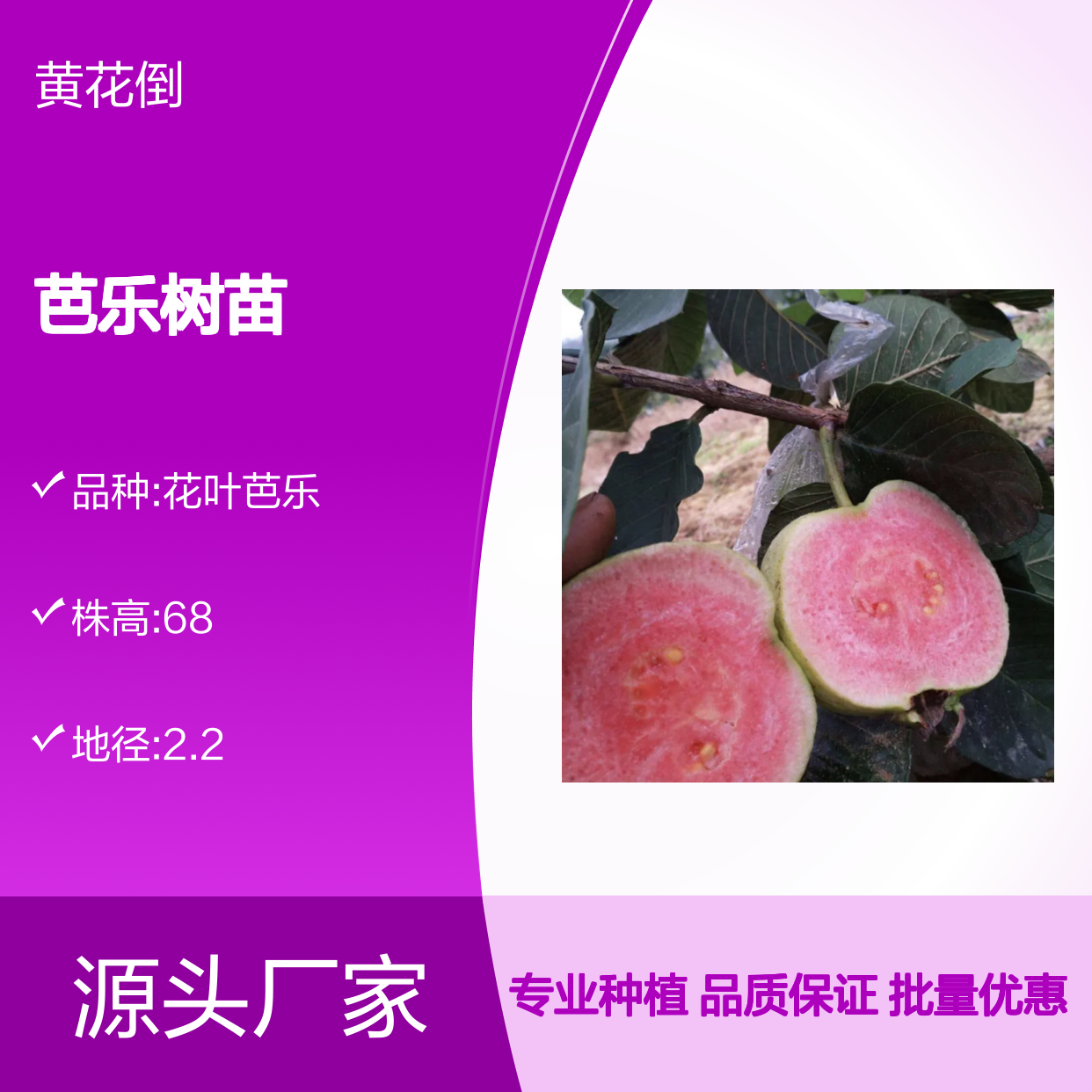 精选芭乐树苗 芭乐种植园 专业种植 品质优良 成活率高