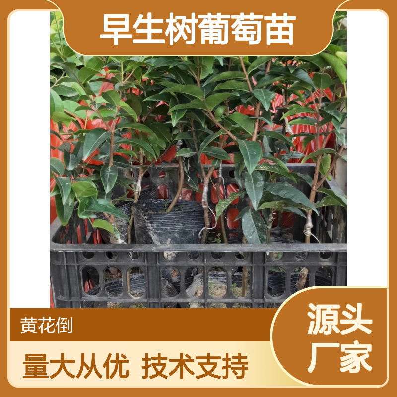 早生树葡萄苗 基地直供 种植技术指导 批发优惠