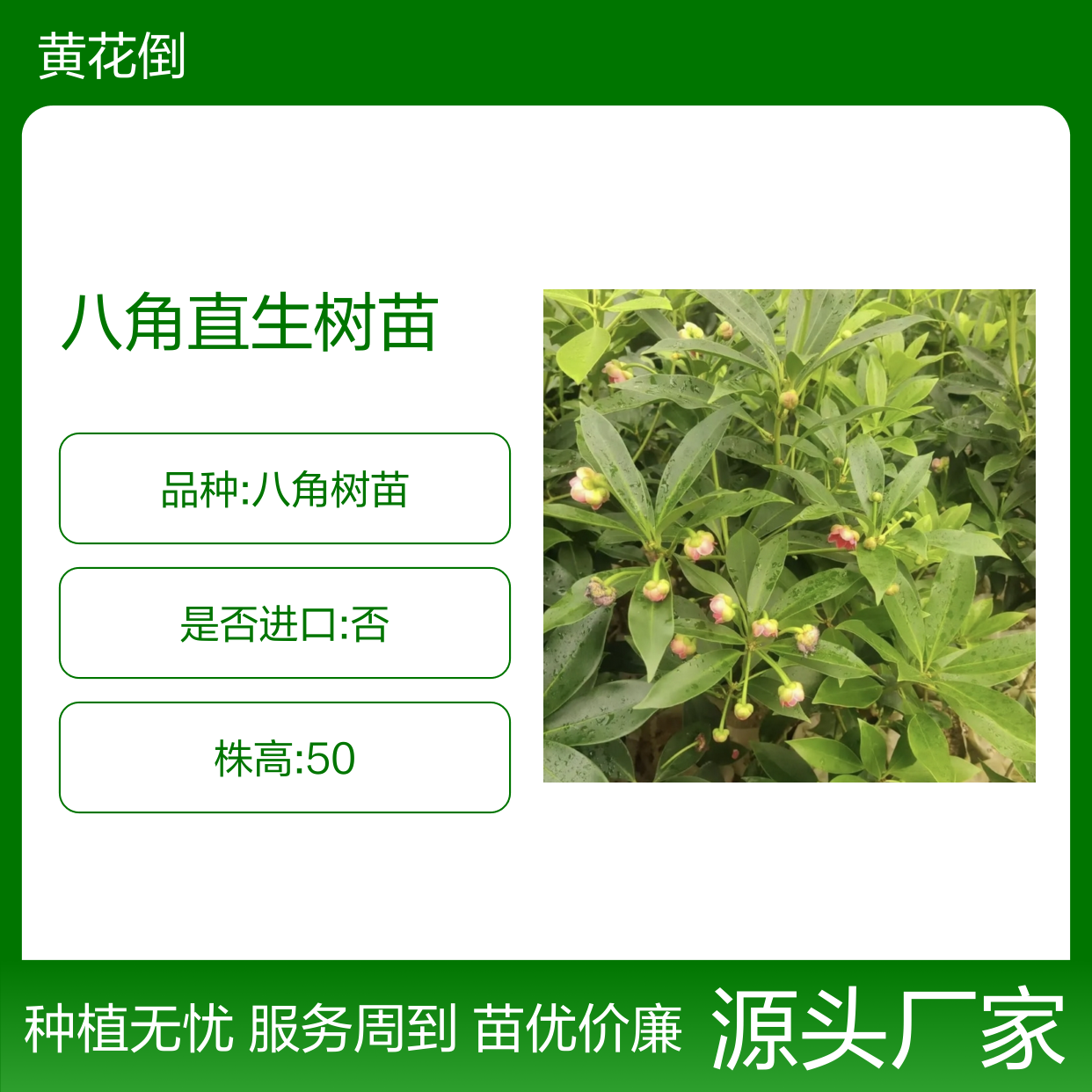 东荣八角直生树苗 四季可插扦 易于管理 技术免费