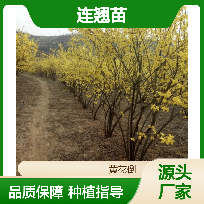连翘苗批发 扦插繁殖易成活 适应性强 药食两用