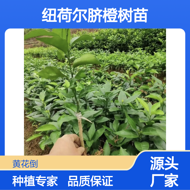 优质纽荷尔脐橙树苗 种植园直供 经济寿命长 营养丰富