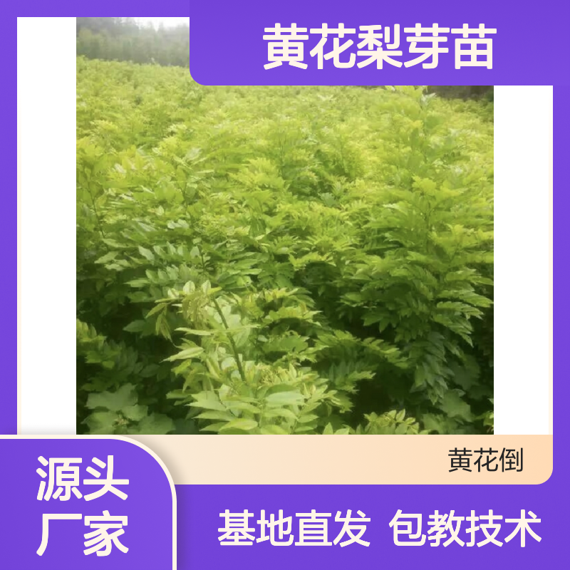 产地直供黄花梨芽苗 基地直发包教种植管理技术品质纯正可票