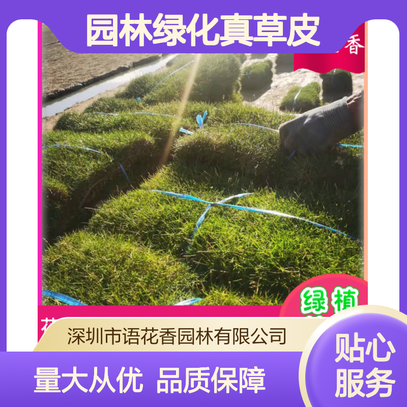马尼拉草混播草坪 四季常青结缕草 园林绿化道路专用真草皮