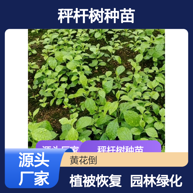 秤杆树种苗 种植园直供 园林优选 易于成活 广泛分布