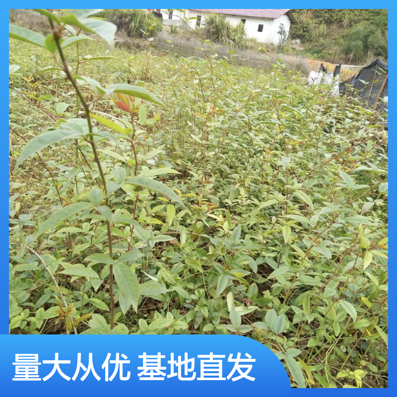 金樱子小苗 基地直供 常绿灌木 品质优良 中药植物