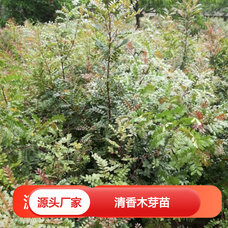 农户直供清香木芽苗 品质保证 货源稳定 技术支持