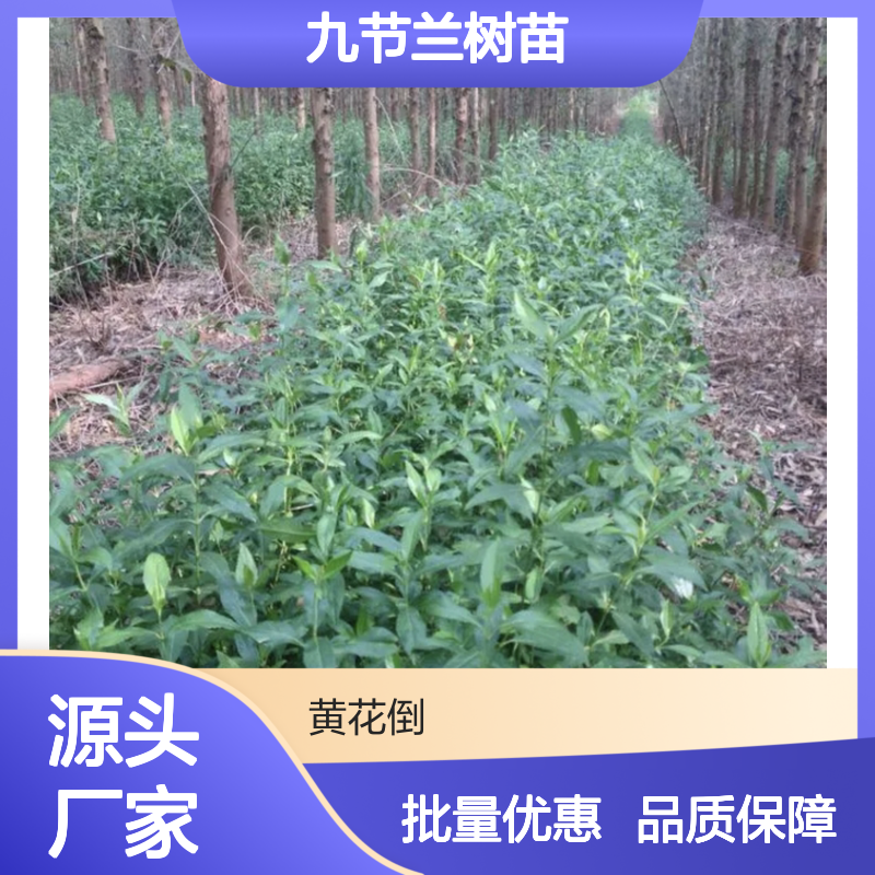九节兰树苗 基地直供 常绿灌木 适应性强 易于繁殖