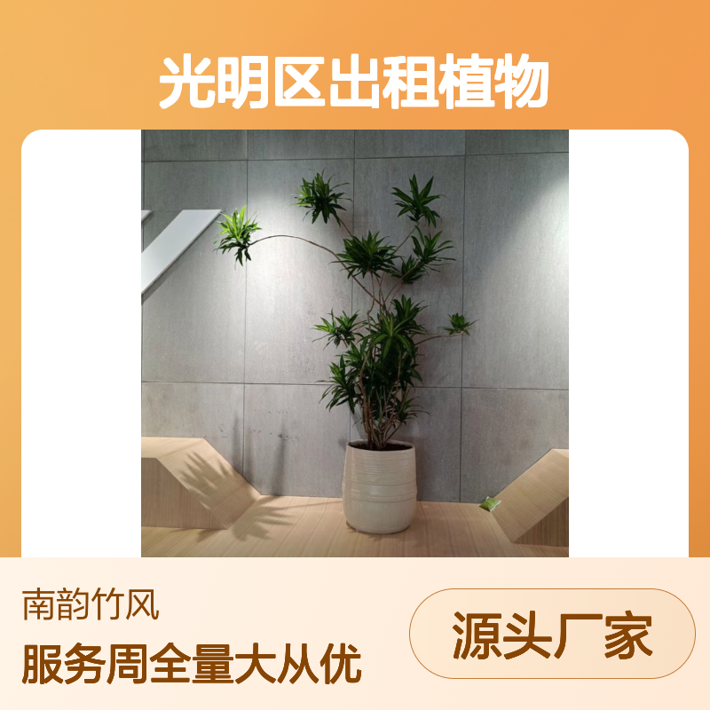 南韵竹风光明区绿植盆栽出租服务 品种多样 成活率高