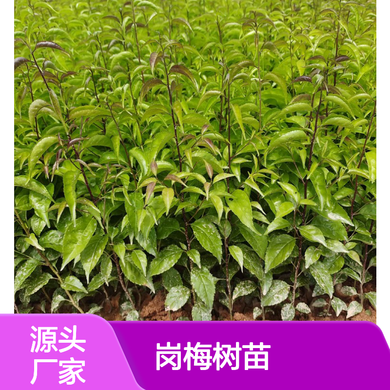 岗梅树苗 中药材种植优选 生长迅速 适应性强 易于养护