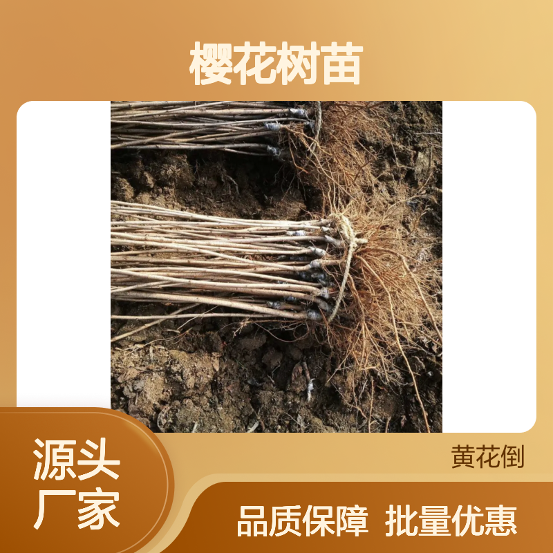 樱花树苗 批发供应 百亩种植区 品质优良 健康生长
