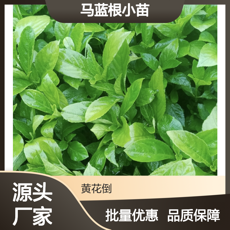 马蓝根小苗基地直供 优质种苗批发 管理简便 生长迅速