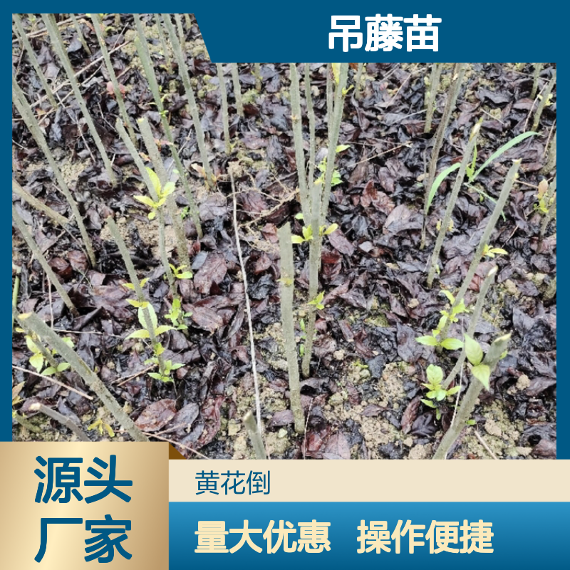 吊藤苗批发 主产区直供 扦插定植技术 生长迅速