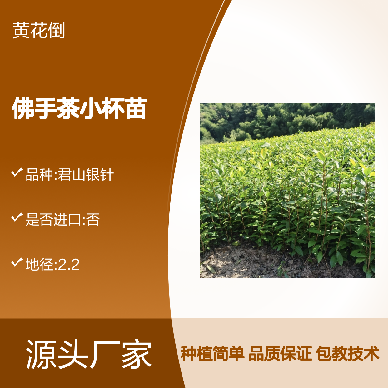 佛手茶小杯苗 基地直发 种植指导 品质纯正 鲜美可口