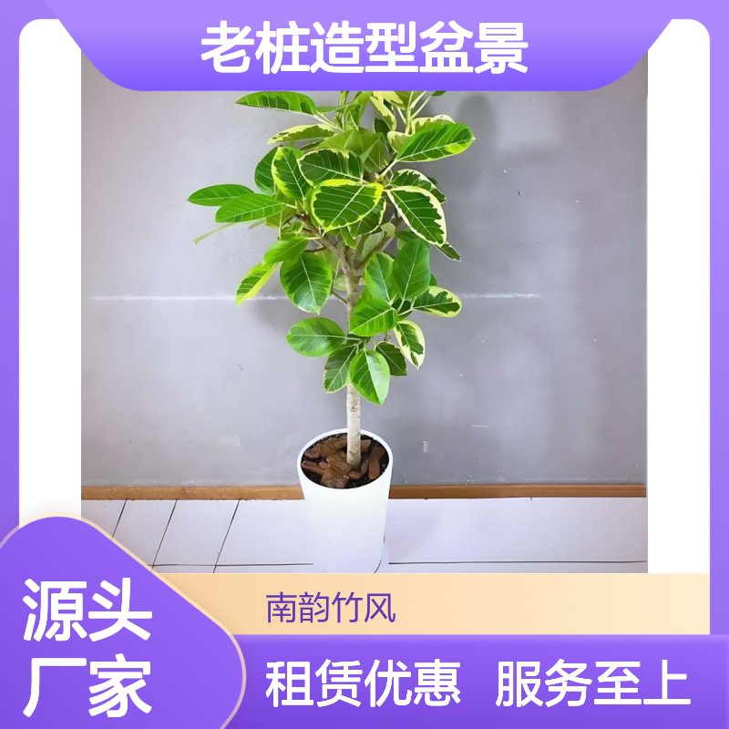 黄金榕老桩造型盆景 室内植物租赁服务 满一年送一个月 南韵竹风