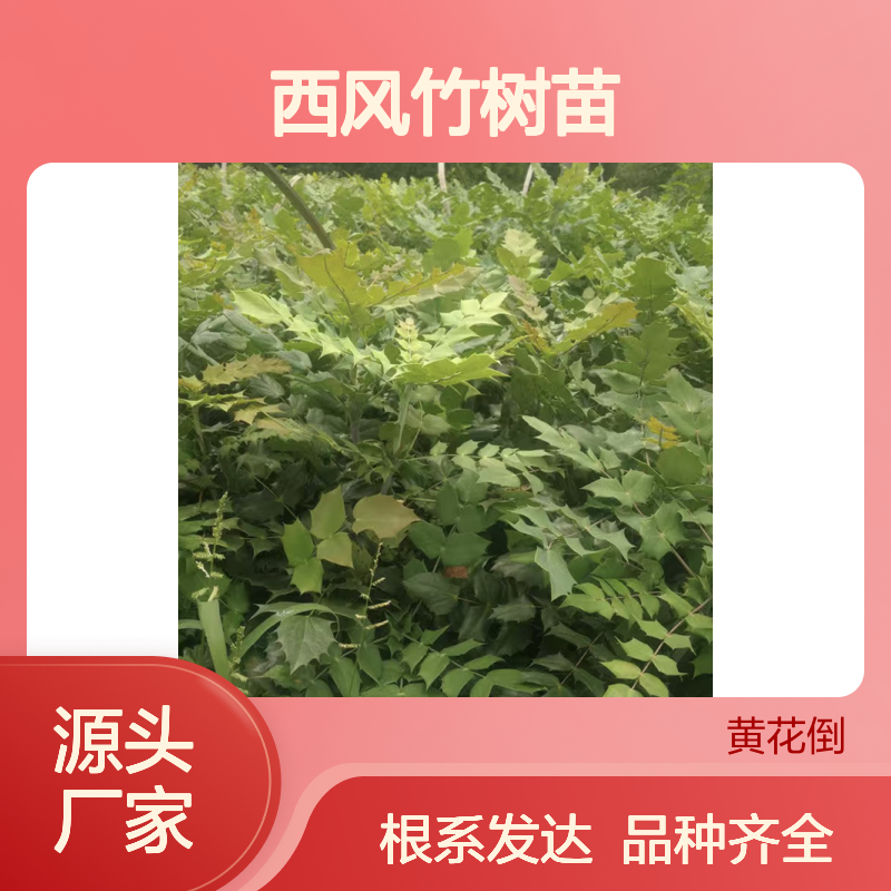 基地批发西风竹树苗 品种齐全质量保证根系发达种植好管理