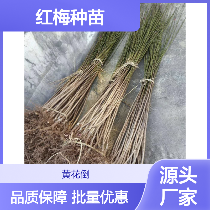 红梅百亩基地 优质红梅种苗 批发供应 色彩丰富
