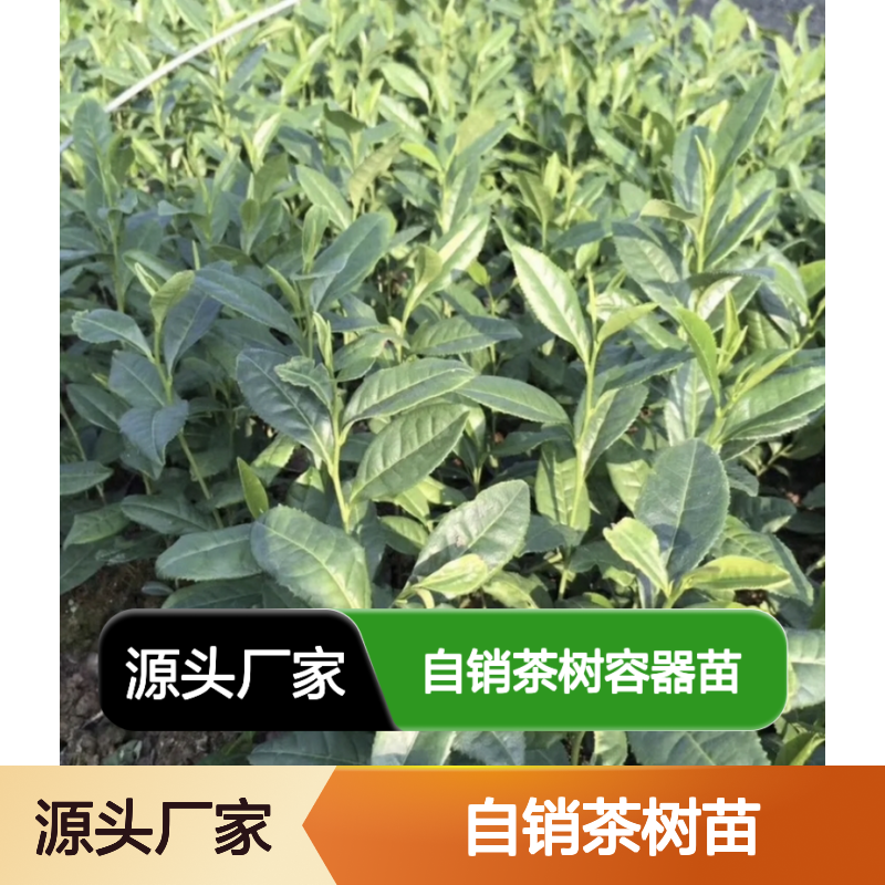 合作社自销茶树苗 容器培育常绿灌木 品质上乘