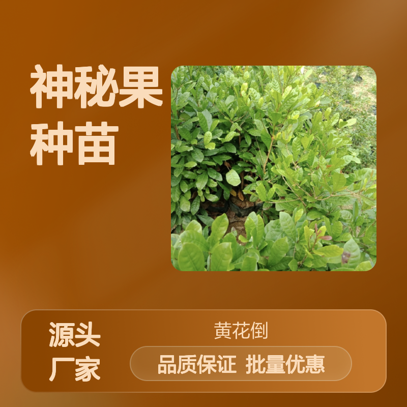 神秘果种苗 批发供应 园艺优选 酸甜可口 观赏性高