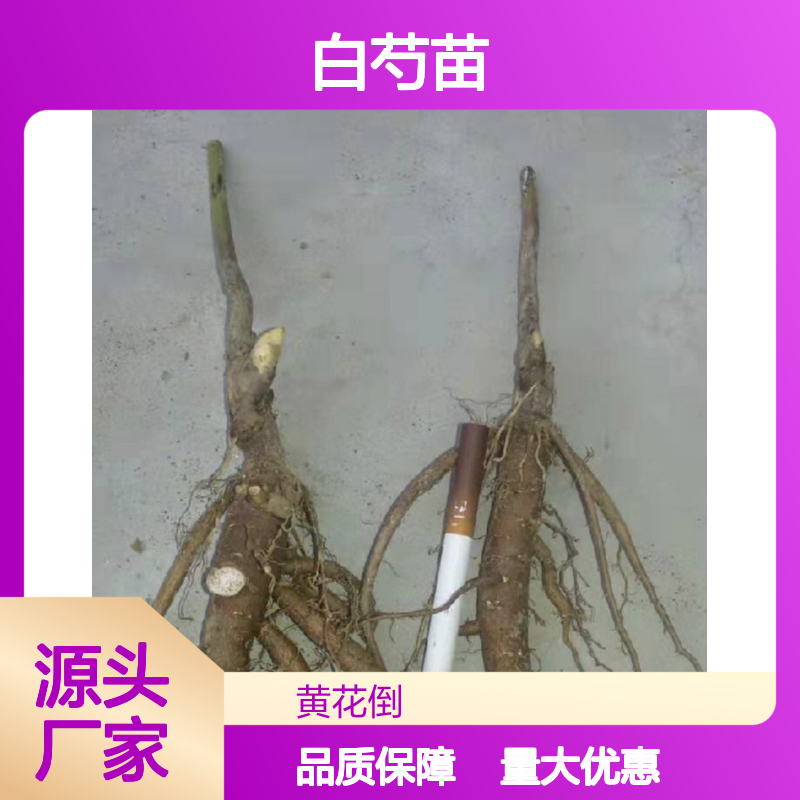 白芍种植园直供 优质白芍苗 批量采购更实惠 根系发达
