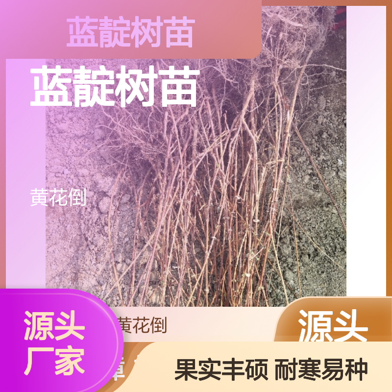 蓝靛树苗 耐寒易种 园林优选 管理简单 果实丰硕