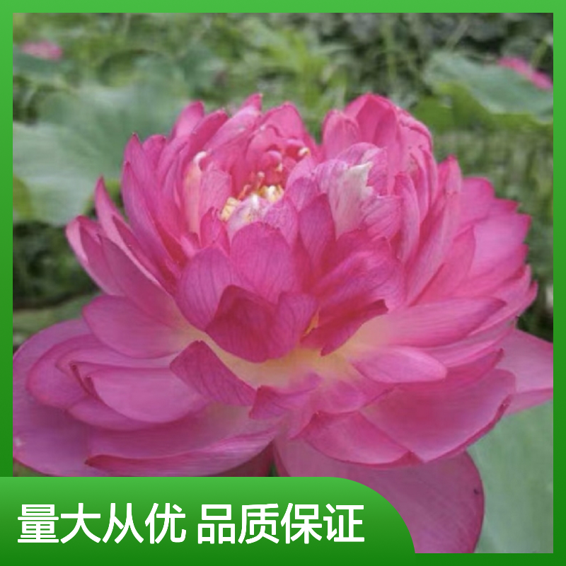 荷花种植主产区 优质荷花苗批发 基地直供 水生草本