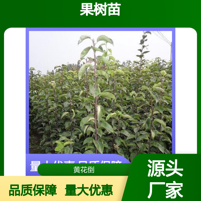 红梨果树苗 批发零售 园林优选 味美汁多 甜中带酸