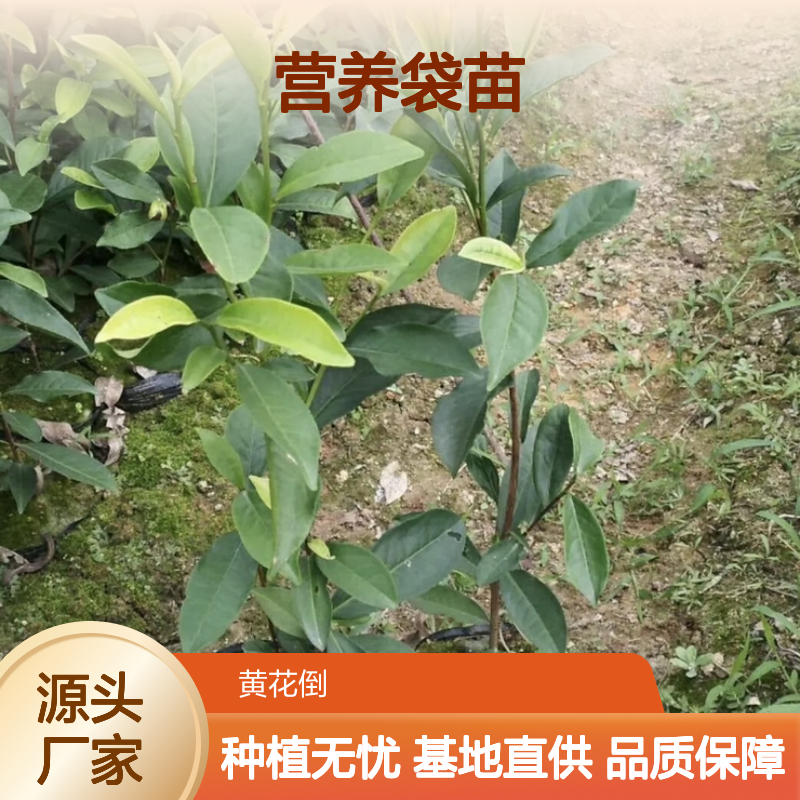 本山茶营养袋苗 荒山农田适宜种植 收益颇好 品质优良