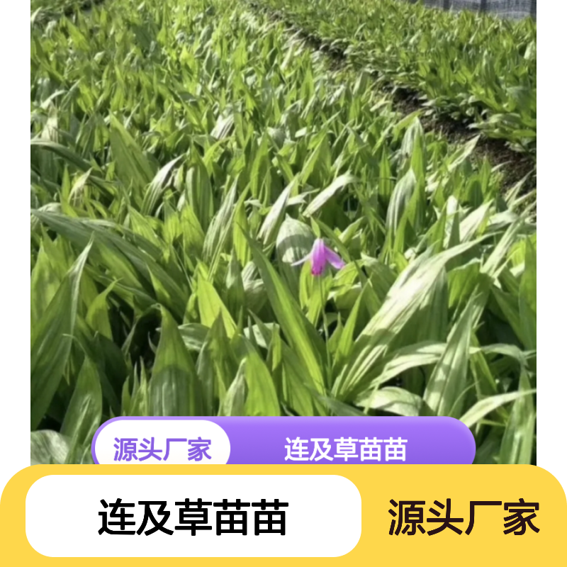 连及草苗苗 基地直供常绿灌木 生长迅速 管理简单