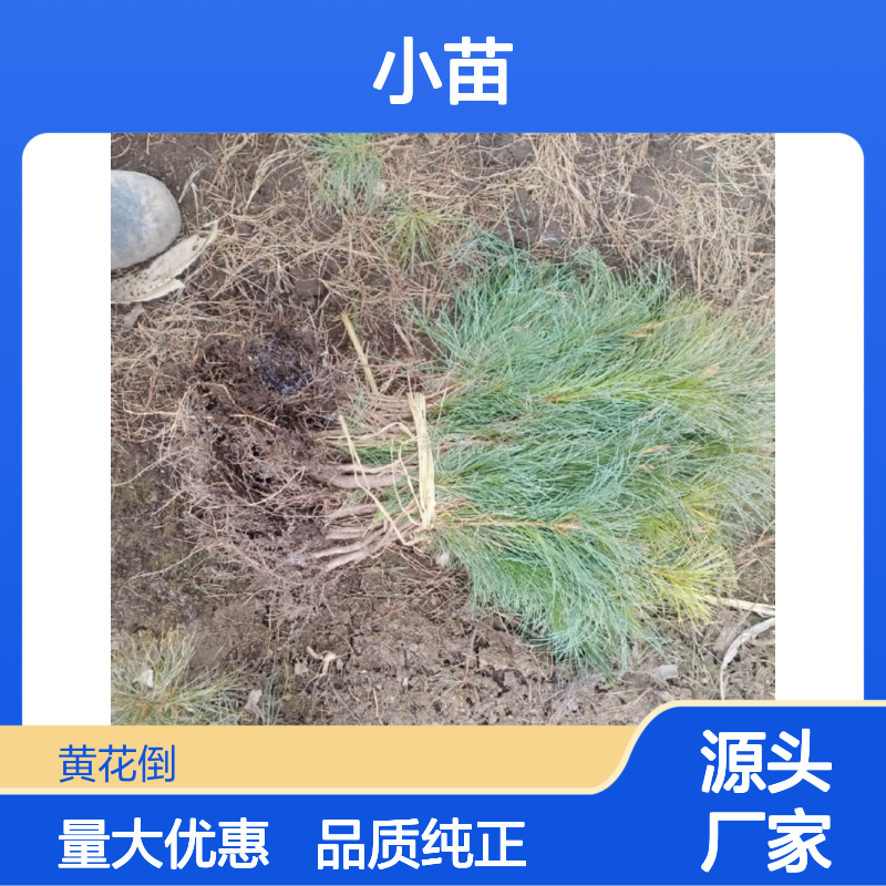 产地直发果松小苗 基地直发包教种植管理技术品质纯正可票