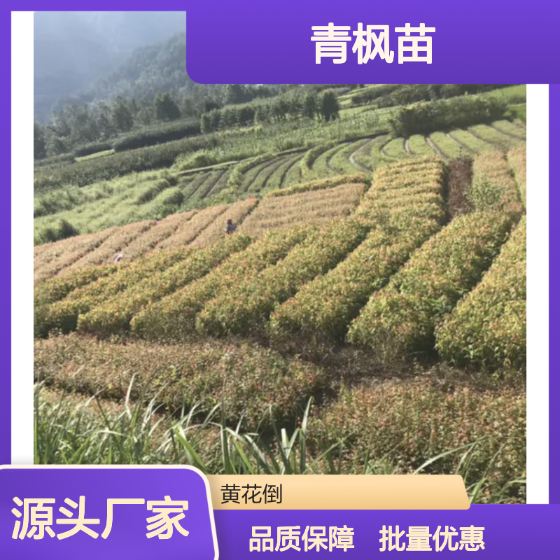 青枫苗批发 园林绿化优选树种 叶片美观 生长旺盛