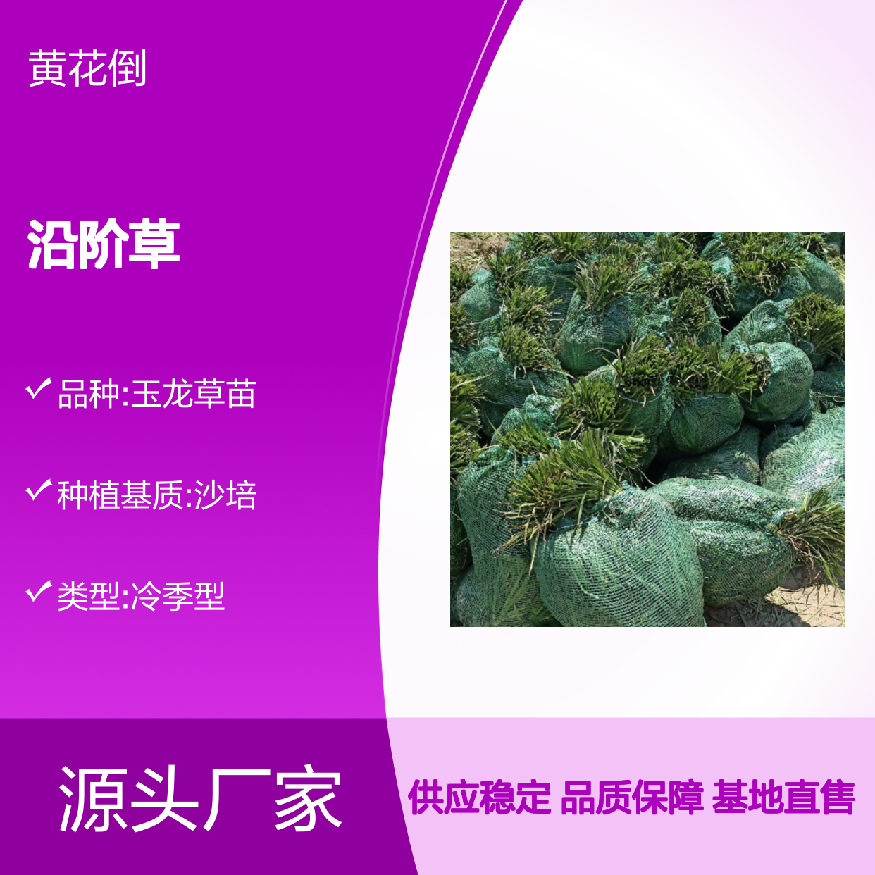 沿阶草百亩种植 优质麦冬草批发 基地直供 管理科学
